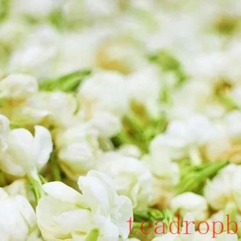 Fuzhou Jasmine Tea — A Refreshing Poem of Summer