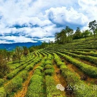 Nanjian County Implements Precision Talent-Gathering Plan to Support the Construction of a Tea Industry Workforce