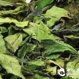 A Detailed Discussion of Shou Mei in Zhenghe White Tea!