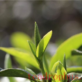 Start of Spring: How to Enjoy Tea for Health!