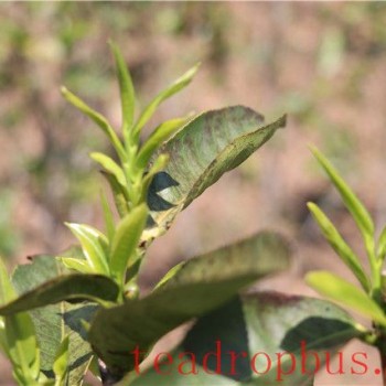Spring Tea or Autumn Tea: Which is Better?