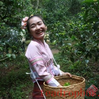 Jingmai Mountain-s Faith in the "One Bud and Two Leaves"