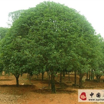 Geographical Climate of Osmanthus
