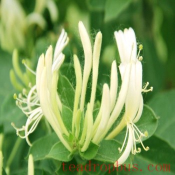 Pingyi Honeysuckle