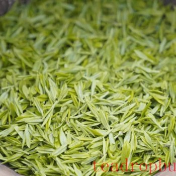 What are the benefits and effects of drinking green tea?