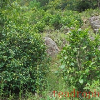 Guodazhai Township, Fengqing County: &#8216;Rock Tea- Goes Online and Beyond the Mountains