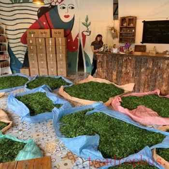 Tea in Turkey and All-New International Education