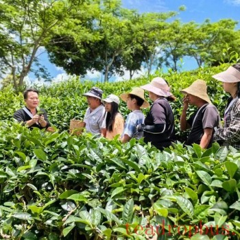 Puer Simao: A Single Leaf Thrives an Industry, Tea Fragrance Enriches the Mountains and Villages