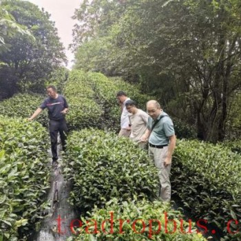 Zhuxi County: Deep Integration of Industry, Academia, and Research to Promote Innovative Development in the Tea Industry