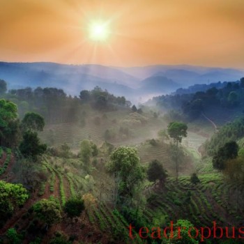 Come to Yunnan, and Experience the Unique Charm of Tea
