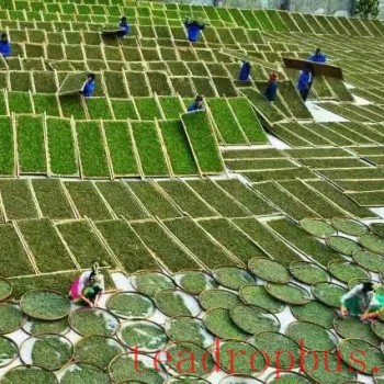 White Tea Processing: What Exactly is "Wilt"?