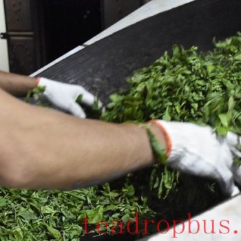 Where do the black “burnt pieces” in tea leaves come from?