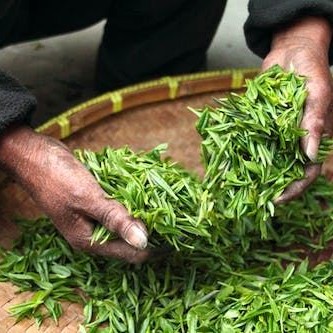 Is Mengding Ganlu a type of green tea?