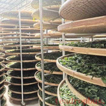 Lincang Tea-s New Craft: Large-Leaf White Tea