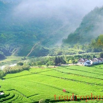 What are the impacts of meteorological disasters on the development of tea plants? With countermeasures included.