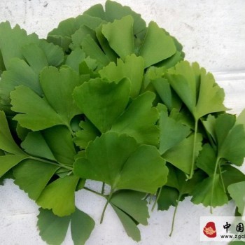 The Benefits of Ginkgo Biloba Tea for Humans