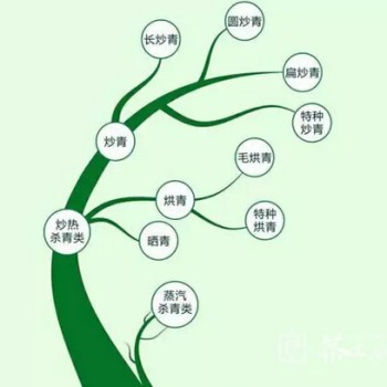 Stir-fried, Baked, Steamed, Sun-dried: What Kind of 'Dish' Is Your Green Tea?
