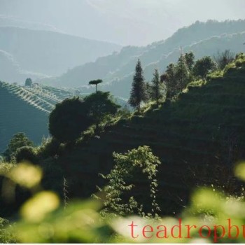 How to Judge Pu-er Tea Suitable for Long-Term Storage Through Tasting