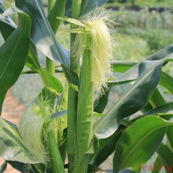 Corn Silk Tea: A Healthy Gift from Nature