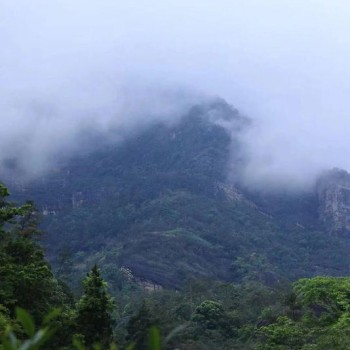 Wuyi Rock Tea, endowed with the essence of mountain and river, possesses the charm of rock and floral fragrance.