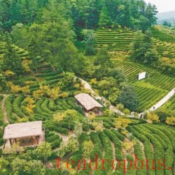 Why does Wuyishan produce fine tea? The &quot;Three Teas&quot; initiative spreads its fragrance far and wide!