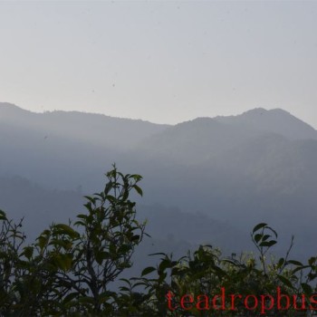 Mengku-s Eighteen Villages and the Five Rings of Bingdao: People and Tea Thriving Due to Top-Ranked Villages