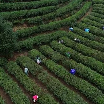 Key Points for Winter Management in Tea Gardens