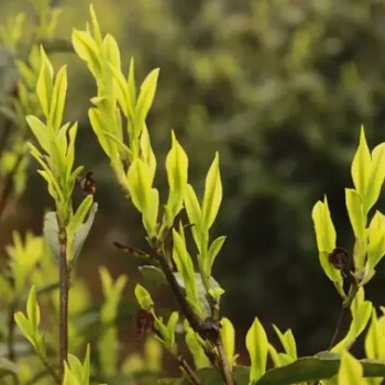 Silly and unaware, what are the effects of high-amino acid white tea?
