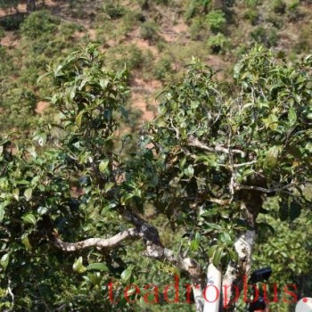 Characteristics of the Ancient Tree Tea from Baituashu Village