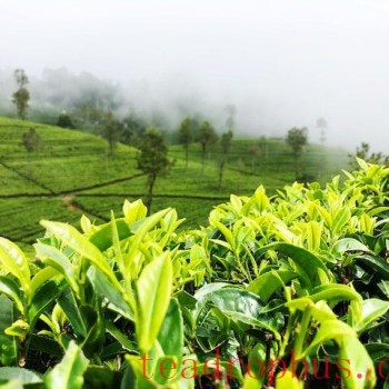 Once Renowned as One of the Top Ten Teas in China, Why is Mending Ganlu Tea from Sichuan Now Relatively Obscure?