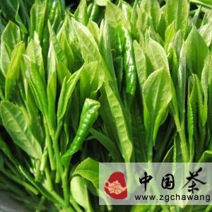 The Origin of Longjing Tea (Longjing Series 1)