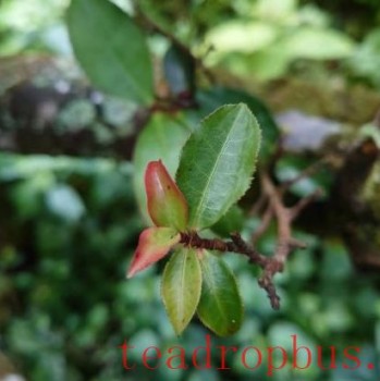 World Tea Day: Yunnan Offers You a Cup of Tea!