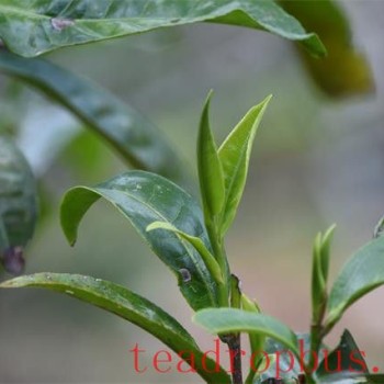 Characteristics of Xiaohusai Pu-er Tea