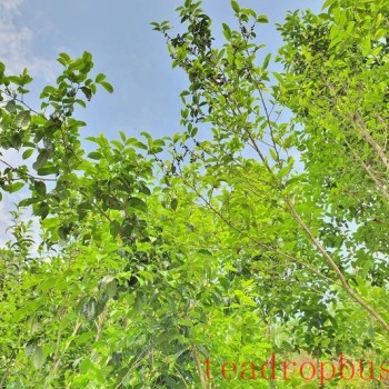Changning-s "One Village, One Product" Strategy Paves the Way for Lutang-s Old Variety Tea