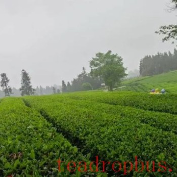 Wugang-s Agricultural Special Feature: Turning Small Tea Leaves into a Big Industry