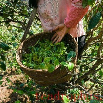 Simple Steps for Frying Tea Leaves – The Most Important Points