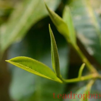 Picking High-Quality Pu-er Spring Tea: Remember These Points!