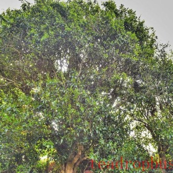 Changning Refuses to be the Forgotten One, Forging a New Path in Tea