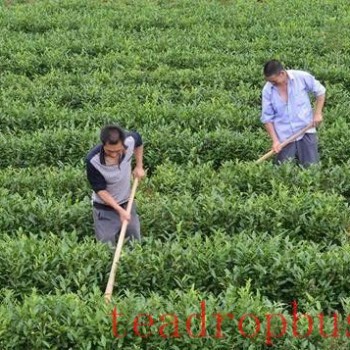 Tea Garden Management: Current Status and Improvement Measures for Tea Garden Soil Quality