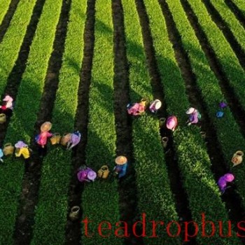 Fujian Anxi: Capital of a Hundred Teas, Enriching the People with a Single "Leaf"
