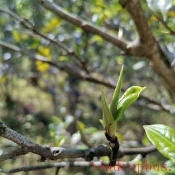 How to Determine the Age and Tenderness of Tea Leaves