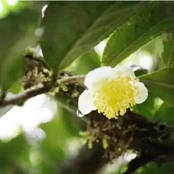 Every Part of Pu-erh Tea is a 'Treasure'!
