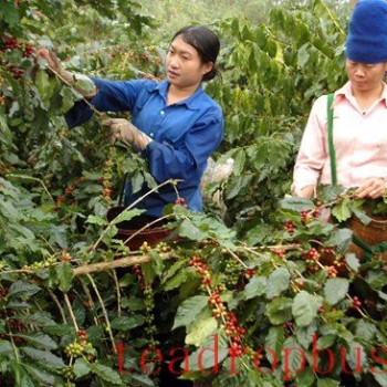Asian Development Bank Supports Over 1,000 Coffee Farmers in Vietnam