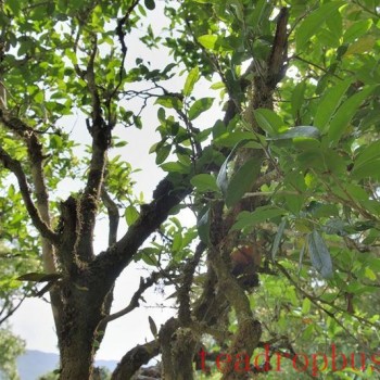 Cangjiang East Bank at Agan Mountain, the Camellia and Tea Aroma Fill the Air