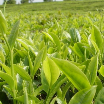 Pu-erh Tea: Three Years as Medicine, Seven Years as Treasure
