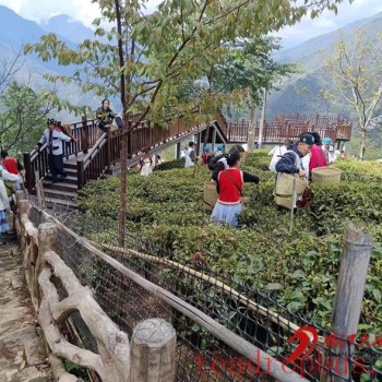 Luma Deng Township, Fugong: Busy with Spring Tea Harvest, Pathways to Income Growth