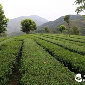 Good Tea Knows the Season, Its Fragrance Deepens in Autumn. How to Preserve Autumn Tea, I'll Teach You