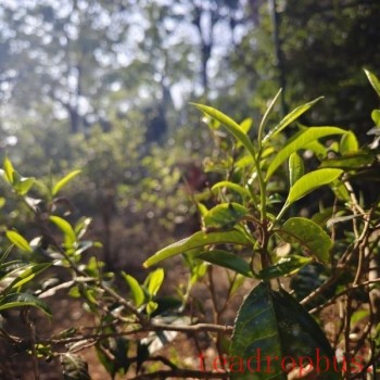Jingmai Mountain Welcomes Its First Spring Tea Harvest Season After World Heritage Success