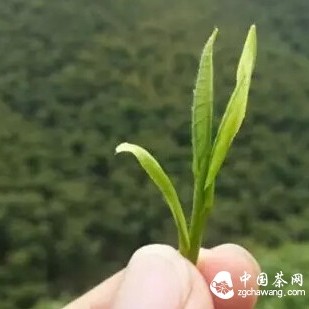 Five Questions about 'Pre-Qingming Tea'