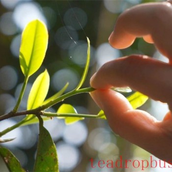 International Tea Day on May 21: Experience Diverse Tea Drinking in Yunnan
